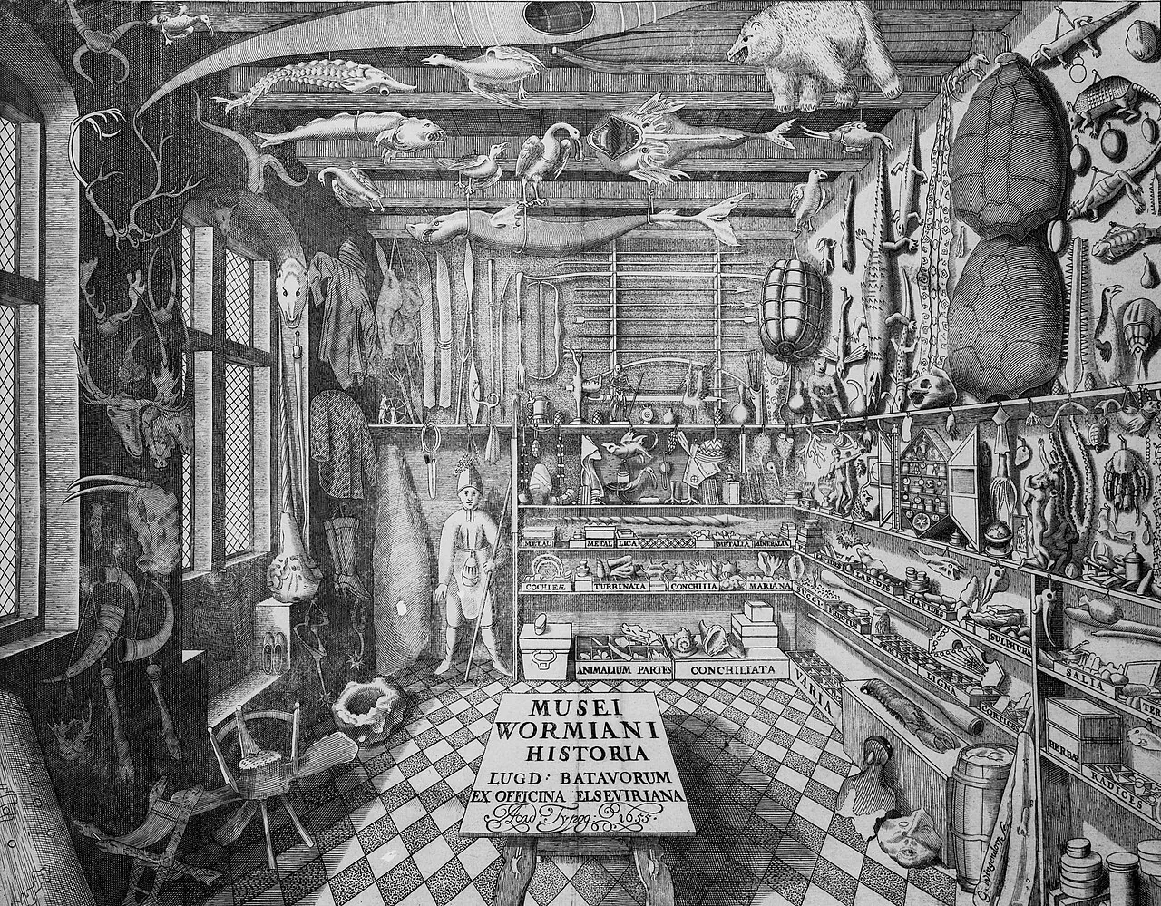 Gravure : le cabinet de curiosités d’Ole Worm, animaux naturalisés au plafond, étagères de coquillages et de minéraux étiquetés